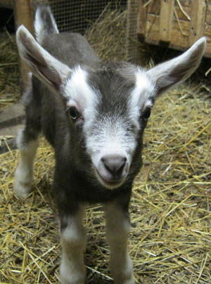 goats toggenburg milk characteristics nantahala north carolina breed friendly